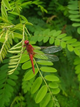 A male blood-red dragonfly sits on a robinia branch