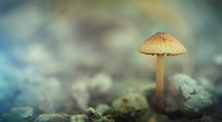 one small unedible fungus on a blurred background