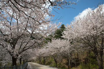 춘천 부귀리의 봄