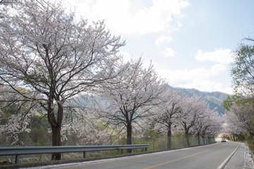 Fototapeta premium 춘천 부귀리의 봄