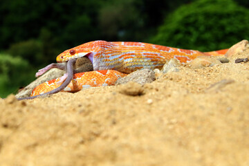 The corn snake (Pantherophis guttatus) with prey on a green background. A color mutation of a corn snake while eating prey .Amelano color form.
