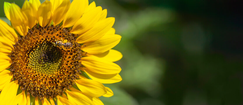 Honey bee picking pollen on sunflower. Close up banner image with copy space