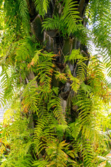 Tronco de árbol con vegetación de hojas verdes