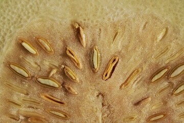 close up of squash fruit