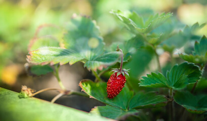 Close up of wild strawberry fruit