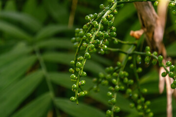 Arbusto con hojas y frutos verdes