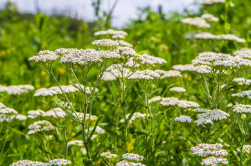 Flowering of a thousand-leaf ordinary in a meadow. © Сергей Васильченко
