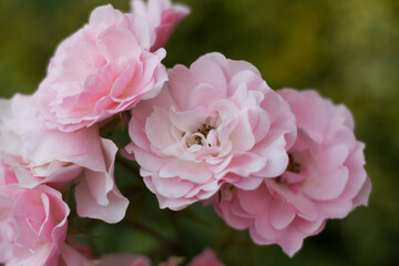 warm summer evening. rose flower. delicate petals