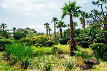 Fototapeta na wymiar Seobok park, tropical palm trees in Jeju Island, Korea