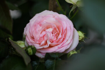 warm summer evening. rose flower. delicate petals