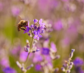 Honeybee on a lavender flower