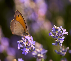 Butterfly on a lavender flower