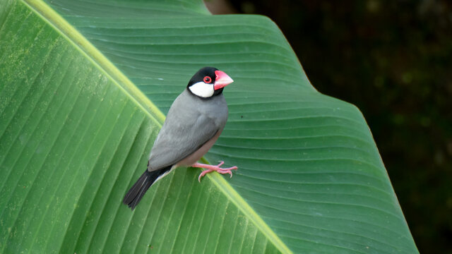 Java sparrow perched on a banana leaf. Javan endemic finches with pink beak