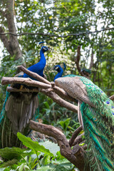 The beautiful peacock in the zoo
