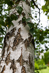Birch trunk