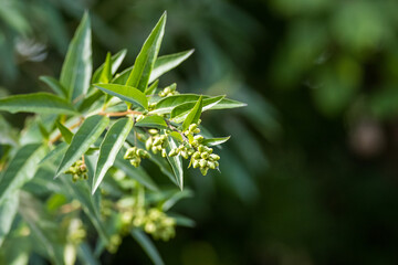 Green Leaves and Seed Pods