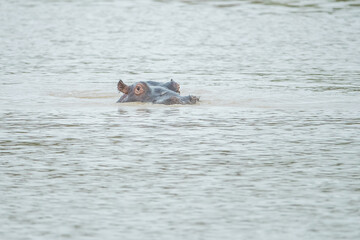 Fototapeta premium Hippo in a Dam