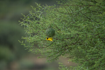 Masked Weaver building a nest