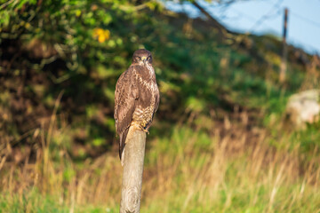 Buzzard sitting on a fence pole looking at the camera