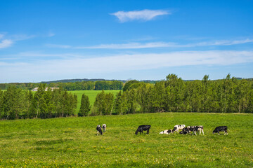 Fototapeta premium Grazing cattle in a pasture in a beautiful summer landscape