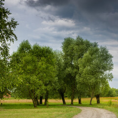 Fototapeta na wymiar A rural, sandy road among willows.