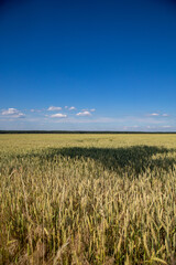 Weizen in der Altmark, Feld, Landwirtschaft, blauer himmel, leichte wolken