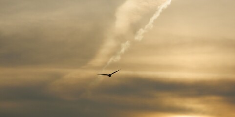 One bird in evening sky