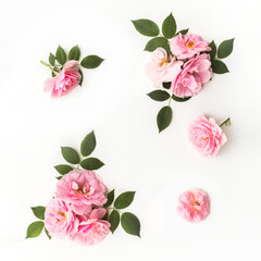 Flowers composition made of pink roses isolated on white background. Floral design. Flat lay, top view, copy space