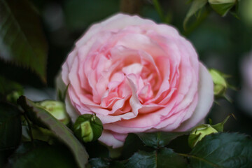 warm summer evening. rose flower. delicate petals