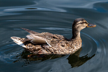 Close-up of a swimming female duck, which the sun shines on in a pond with bright blue water.