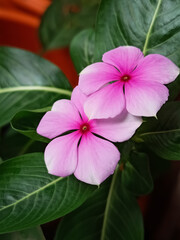 Catharanthus Roseus, Commonly Known as Bright Eyes, Cave Periwinkle, Graveyard Plant, Madagascar Periwinkle, Old Maid, Pink Periwinkle, Rose Periwinkle. is Family of Apocynaceae