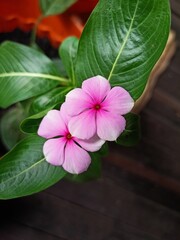 Catharanthus Roseus, Commonly Known as Bright Eyes, Cave Periwinkle, Graveyard Plant, Madagascar Periwinkle, Old Maid, Pink Periwinkle, Rose Periwinkle. is Family of Apocynaceae