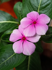Catharanthus Roseus, Commonly Known as Bright Eyes, Cave Periwinkle, Graveyard Plant, Madagascar Periwinkle, Old Maid, Pink Periwinkle, Rose Periwinkle. is Family of Apocynaceae