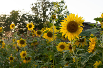 Organic yellow sunflowers in full bloom