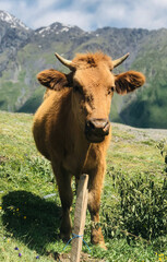 cow on the meadow