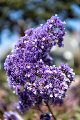 Flowers blossom for their own joy. Blossom cluster. Blossoming lilac-colored flowers
