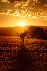 Oryx in Sossusvlei camp.
