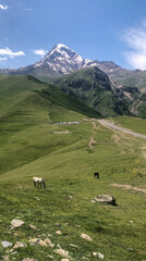 landscape with sheep