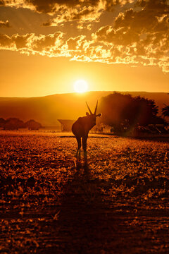 Oryx in Sossusvlei camp.