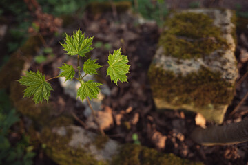 Maple seedling. A concept of restart, recovery, powers of nature.