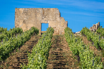 Building ruins on a vineyard in Trapani region on Sicily Island in Italy