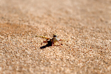 Desert near Swakopmund, Namibia.