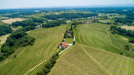 Dron view of vinyards in Slovenia