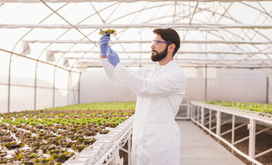 Agronomist examining plants in hydroponic glasshouse