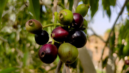 Unripe fruits of blackberry ( Jamun) on the tree, close up view