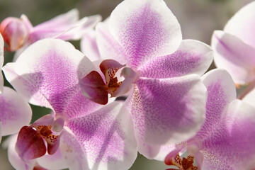floral macro photography. flora and nature closeup. violet orchid flower with soft petals.
