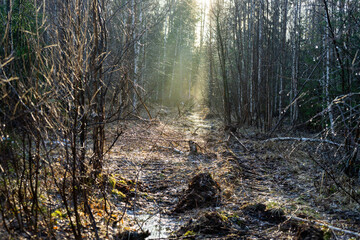 Forest trail in a wet forest, illuminated by the rays of the sun. Soft dramatic forest background