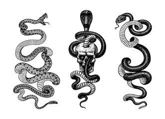 Snake in the skull. Indian cobra. Pit viper. Spectacled or Asian or binocellate. Venomous Reptilia illustration. Crotaline or adders. Engraved hand drawn in old sketch, vintage tattoo style 