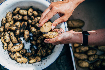 human hand cleaning fresh potatoes