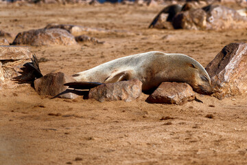 Obraz premium Seal colony near Cape Cross, Namibia.